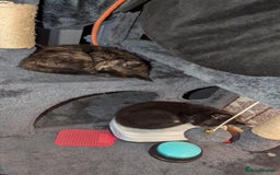 British Longhair cats for sale: Kittens are ready to go  - Image 6