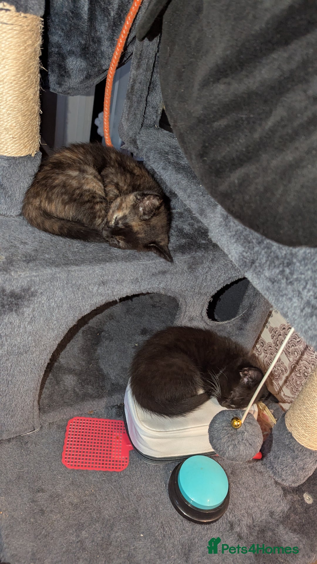 British Longhair cats for sale: Kittens are ready to go  - Image 6