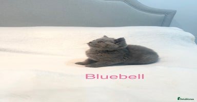 British Shorthair cats - Advert 3