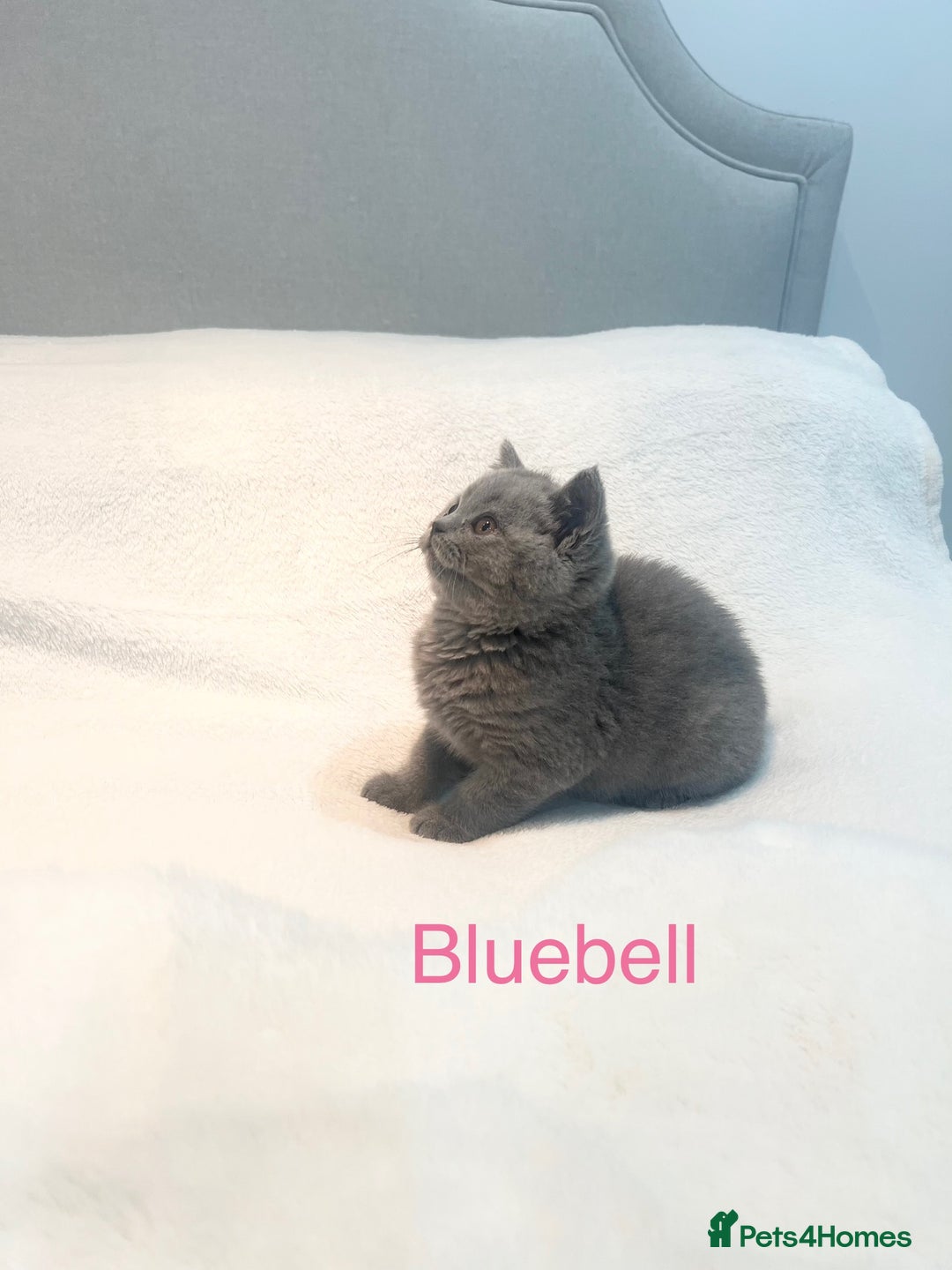 British Shorthair cats for sale: GCCF Registered British Shorthair Girl - Image 2