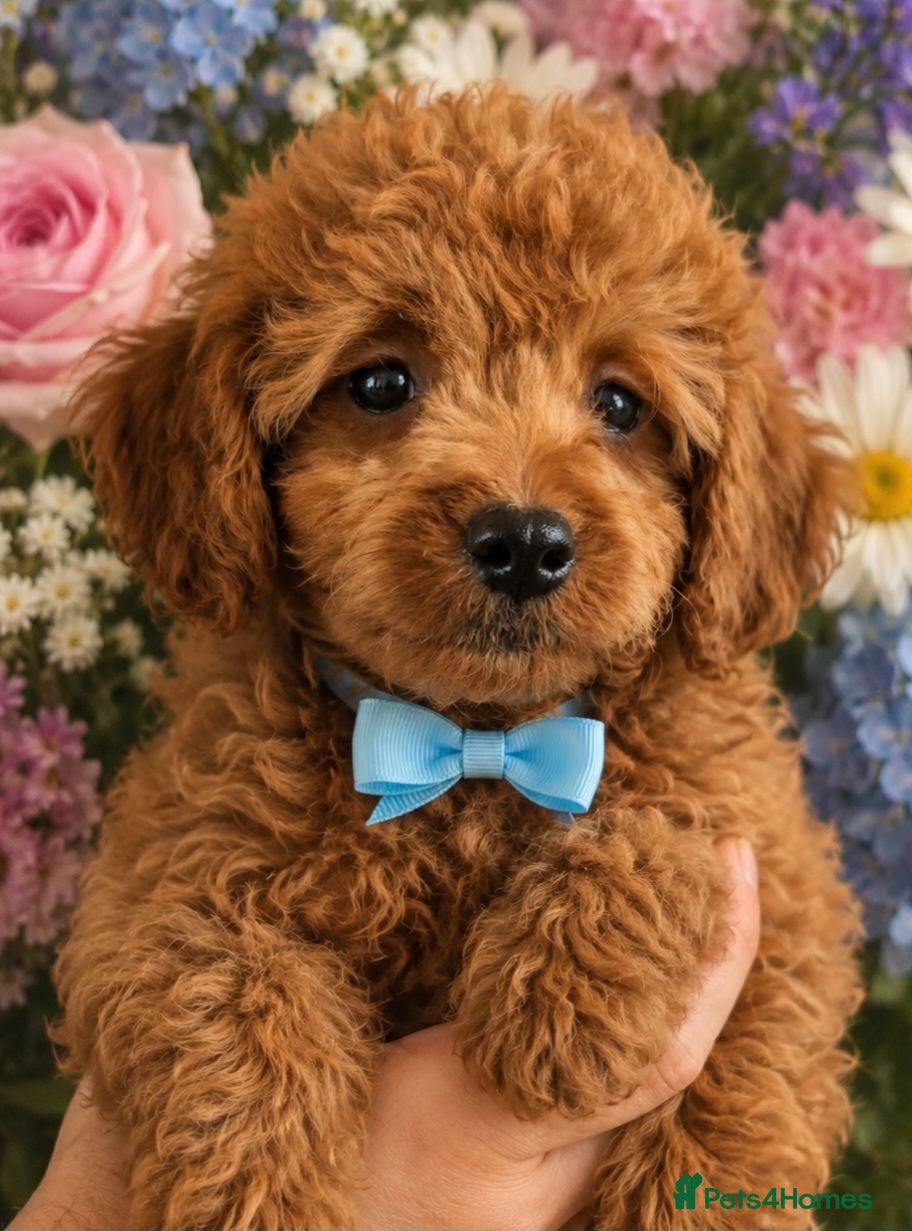 Cavapoo dogs 🧡CAVAPOO PUPPIES EXTENSIVELY DNA HEALTH TESTED🧡  - Advert 1