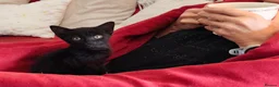 Mixed Breed cats for sale: Beautiful black kittens for sale. in Alloa - Advert 10