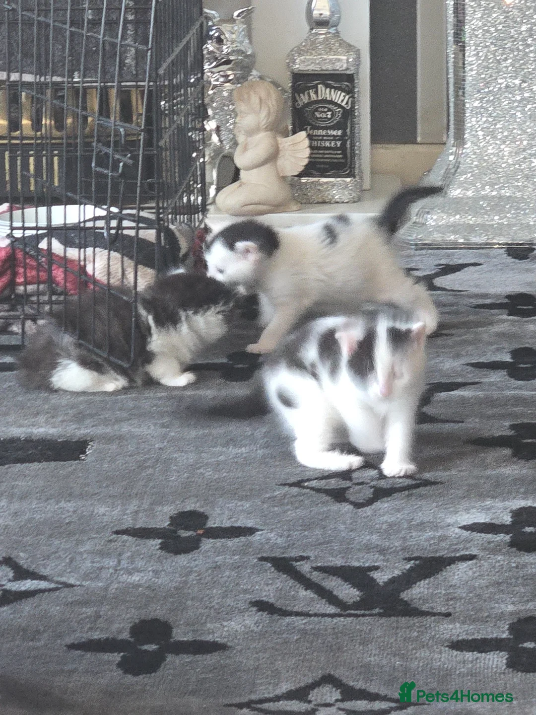 Mixed Breed cats for sale: 3 black and white kittens  - Advert 2