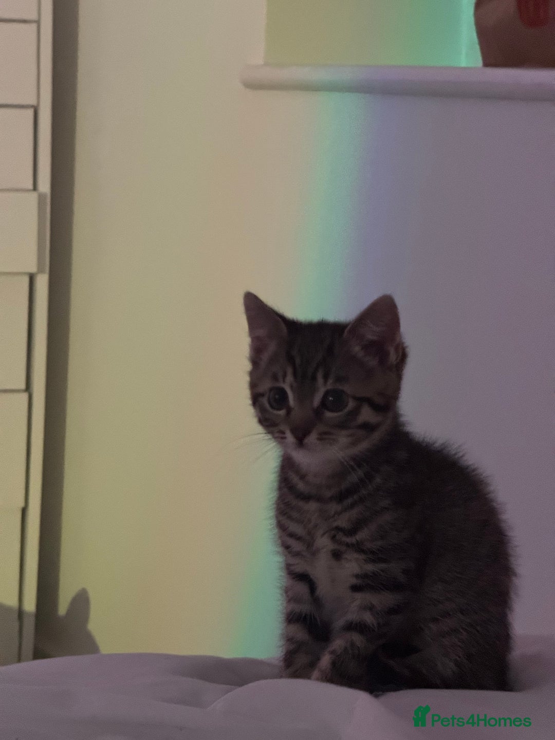 Mixed Breed cats for sale: Tabby x bengal kitten  - Image 3