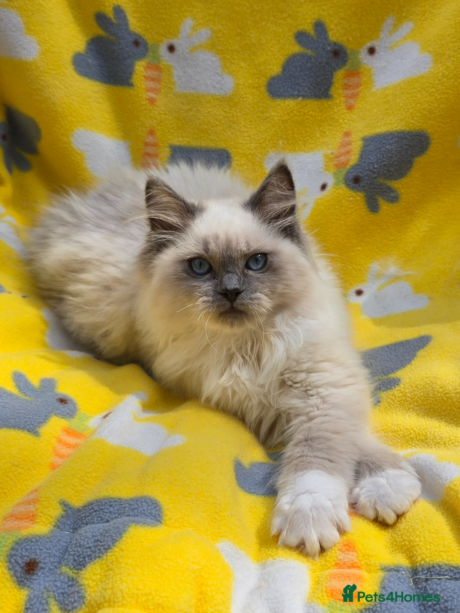 Ragdoll cats GCCF registered Ragdoll - Advert 1