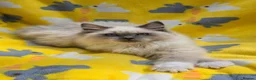 Ragdoll cats for sale: GCCF registered Ragdoll - Advert 1