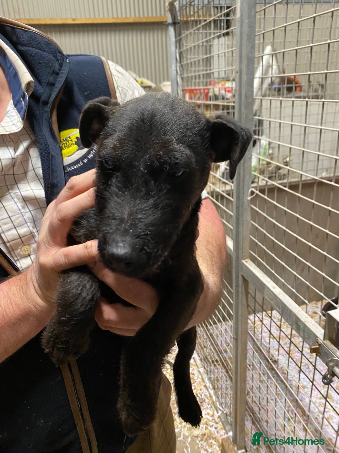 Mixed Breed dogs for sale: Lakeland x Patterdale Dog Puppy for Sale  - Advert 3