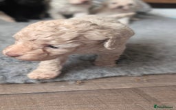 Toy Poodle dogs for sale: Toy poodles Genetic health tested  - Image 18