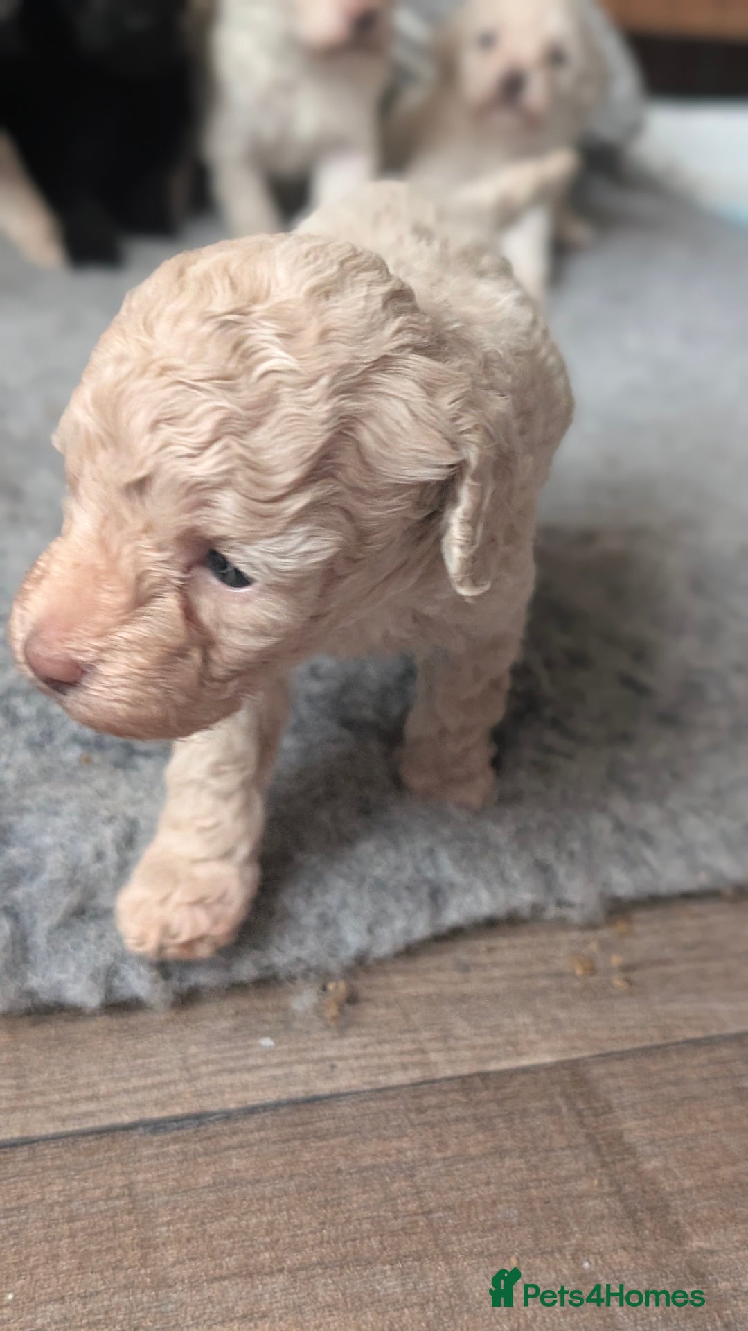 Toy Poodle dogs for sale: Toy poodles Genetic health tested  - Image 18