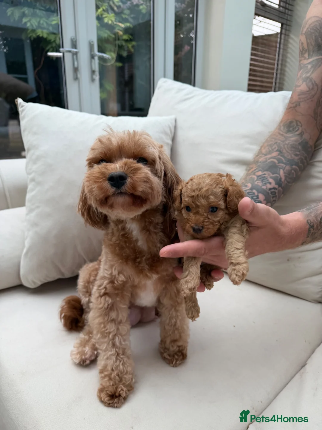 Cavapoo dogs for sale: Red Toy Cavapoo puppies  in Preston - Advert 1