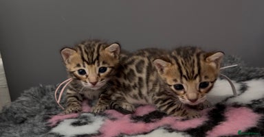 Bengal cats - Advert 14