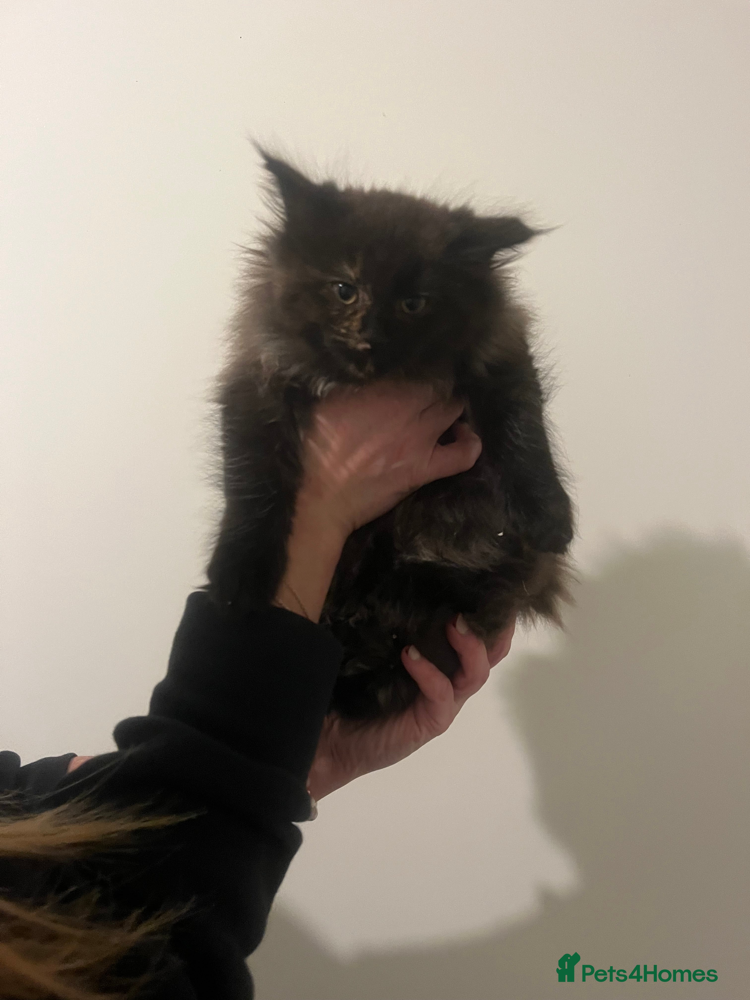 Maine Coon cats 2 girl main coon kittensFor sale  - Advert 17