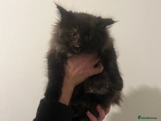 Maine Coon cats 2 girl main coon kittensFor sale - Advert 16