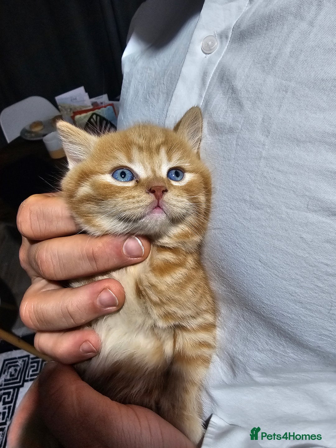 British Shorthair cats for sale: Beautiful British shorthair kittens  - Advert 8