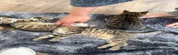 Mixed Breed cats for sale: Tabby kittens for sale in Bacup - Advert 7