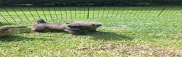 Cairn Terrier dogs for sale: Cairn Terrier Puppies for sale  - Advert 8