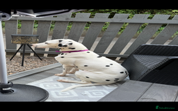 Dalmatian dogs for sale: 2 1/5 year old Female Dalmatian  - Image 4