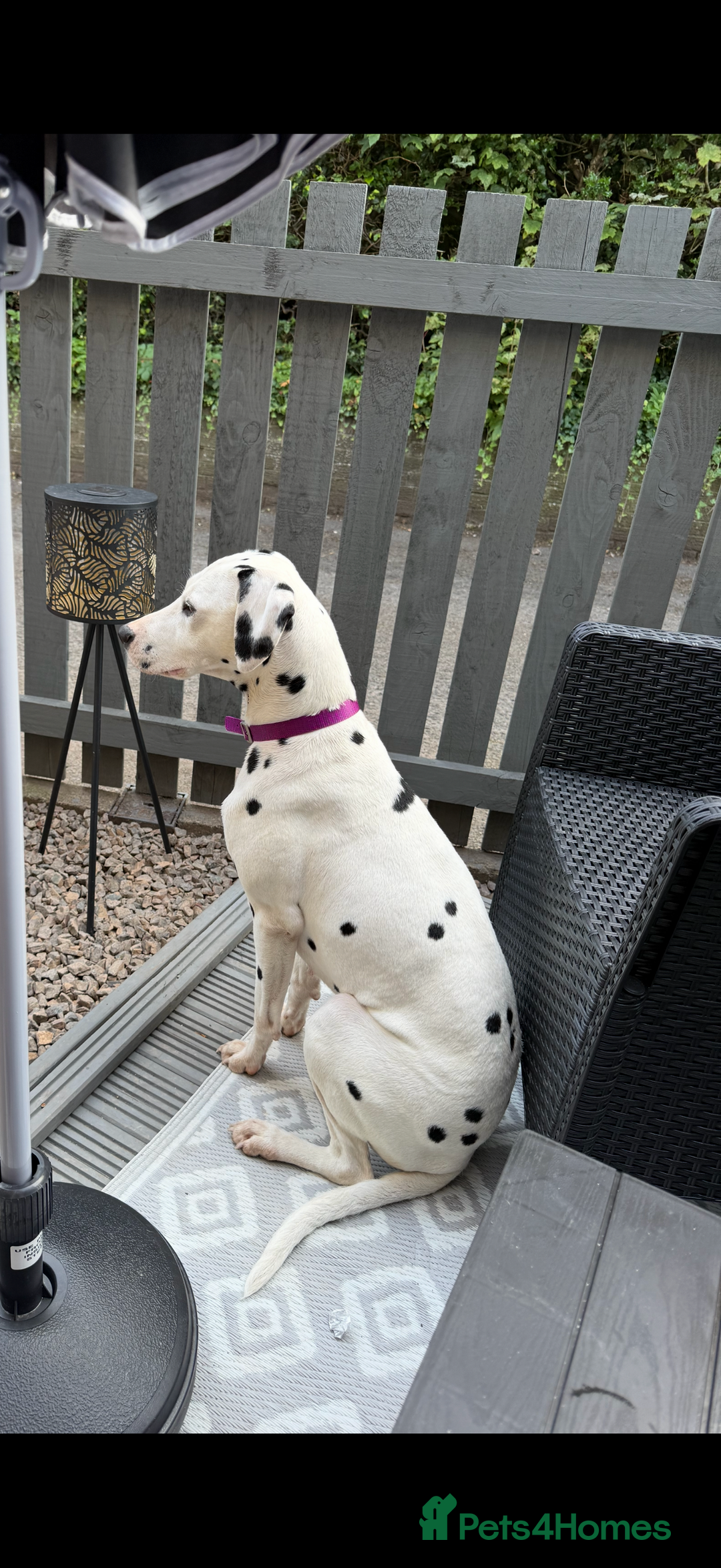 Dalmatian dogs for sale: 2 1/5 year old Female Dalmatian  - Image 4