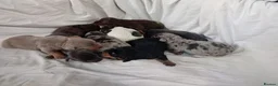 Miniature Dachshund dogs for sale: Miniature dachshund  - Advert 1