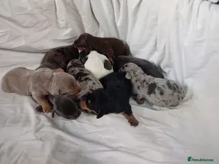 Miniature Dachshund dogs Miniature dachshund - Advert 1