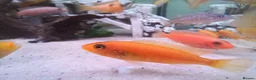 Cichlids fish for sale: African cichlids  - Advert 5