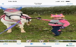 Riding pony horses for sale: For Sale Kids Lead Rein Pony! Safe and Bombproof - Advert 31