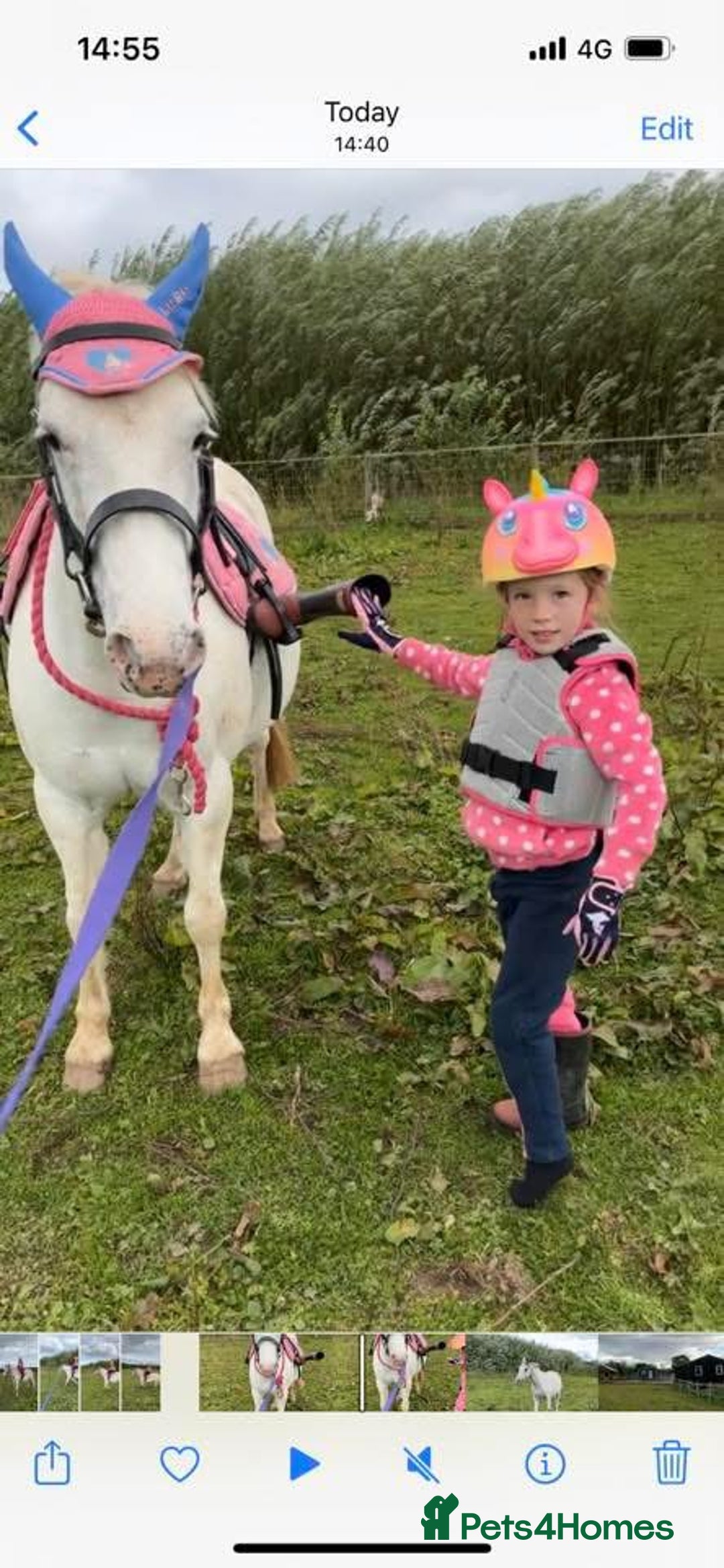 Riding pony horses for sale: For Sale Kids Lead Rein Pony! Safe and Bombproof - Advert 31