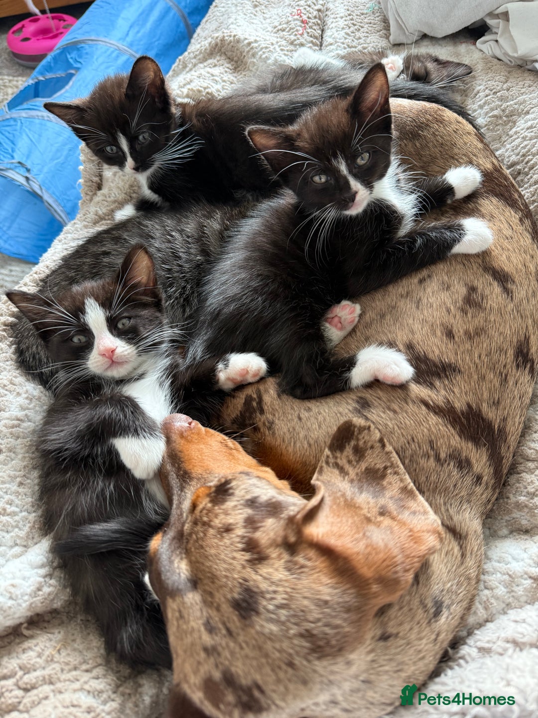 Ragdoll cats for sale: RAGDOLL X FOR SALE  - Image 10