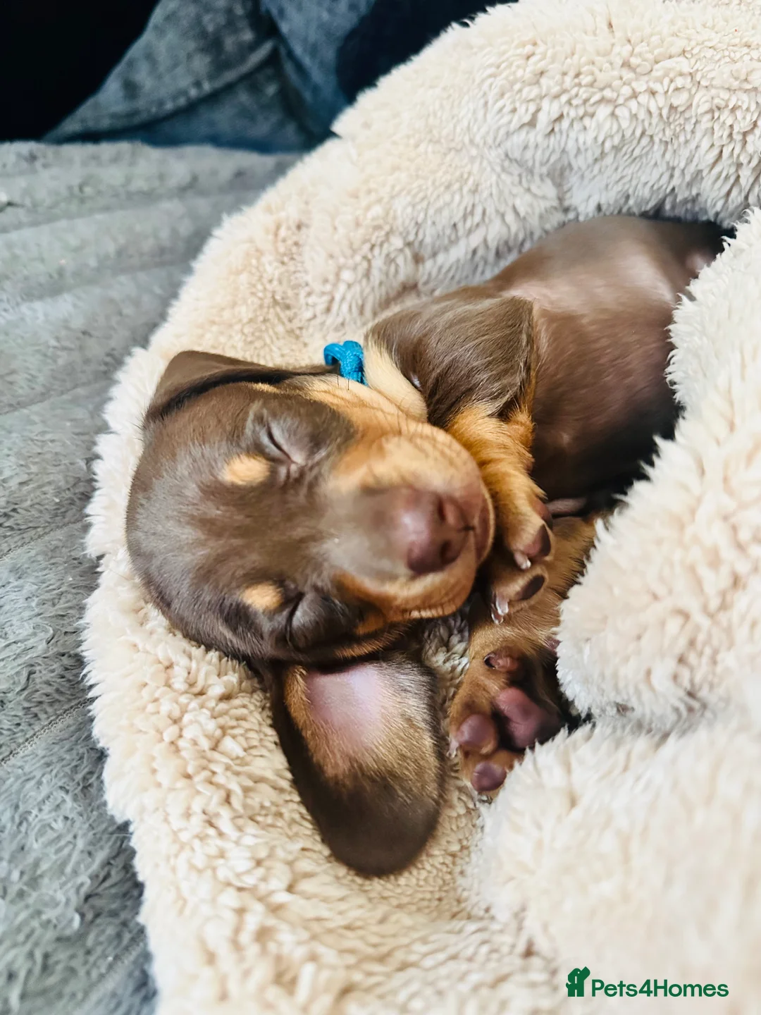 Miniature Dachshund dogs for sale: Trainer Raised Mini Dachshund Puppies - Advert 13