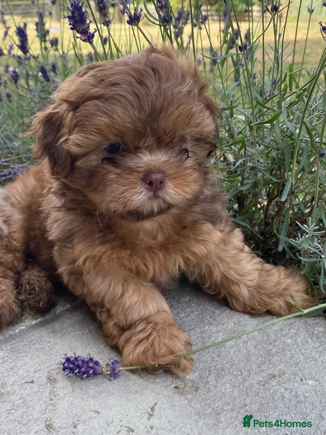 Shihpoo dogs for sale: Last Mini Shihpoo Puppy Ready to Go! - Advert 2