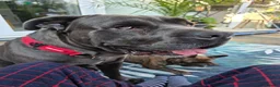 Mixed Breed dogs for sale: Cane corso cross American bulldog  - Advert 22