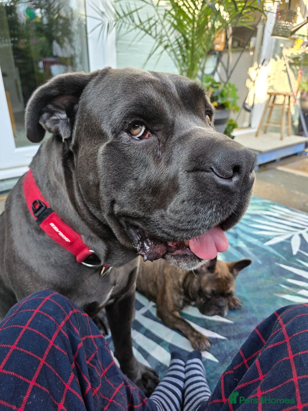 Mixed Breed dogs for sale: Cane corso cross American bulldog  - Advert 22