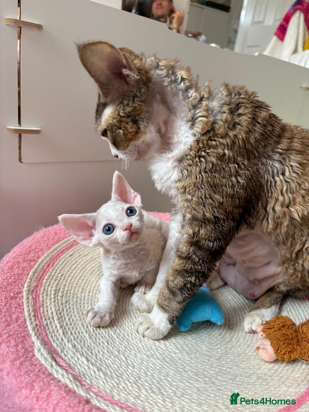 Devon Rex cats for sale: 🐾 Beautiful Devon Rex Kittens💕 - Image 28