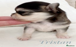 Chihuahua dogs for sale: KC rare husky marking chihuahua puppies Thai lines - Image 7