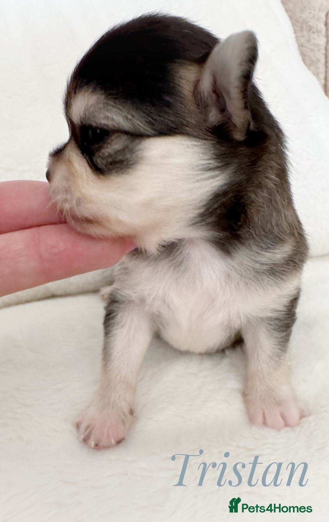 Chihuahua dogs for sale: KC rare husky marking chihuahua puppies Thai lines - Image 7