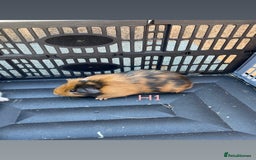 Guinea Pig rodents for sale: Baby guinea pigs for sale, various breeds - Image 19