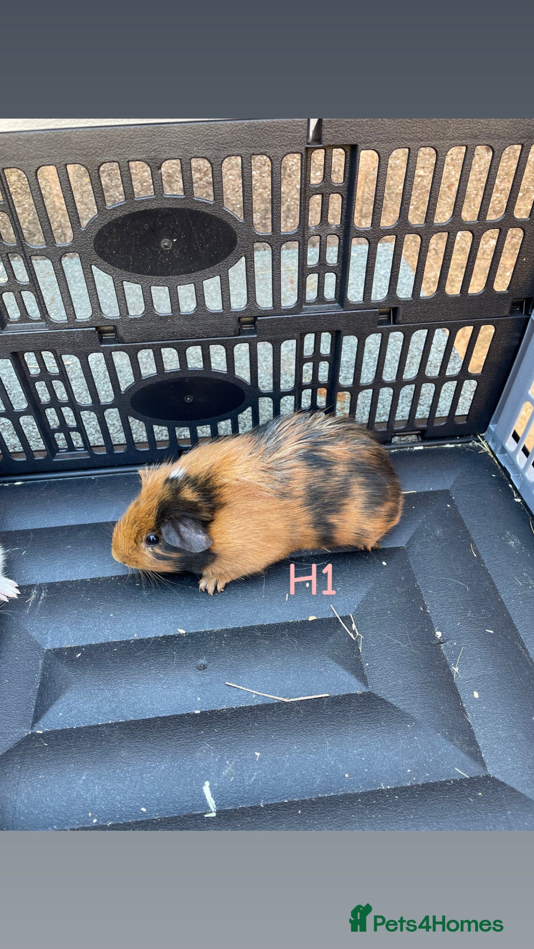 Guinea Pig rodents for sale: Baby guinea pigs for sale, various breeds - Image 19