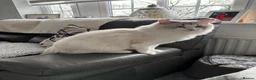 Ragdoll cats for sale: Ragdoll Cat in Ayr - Advert 3