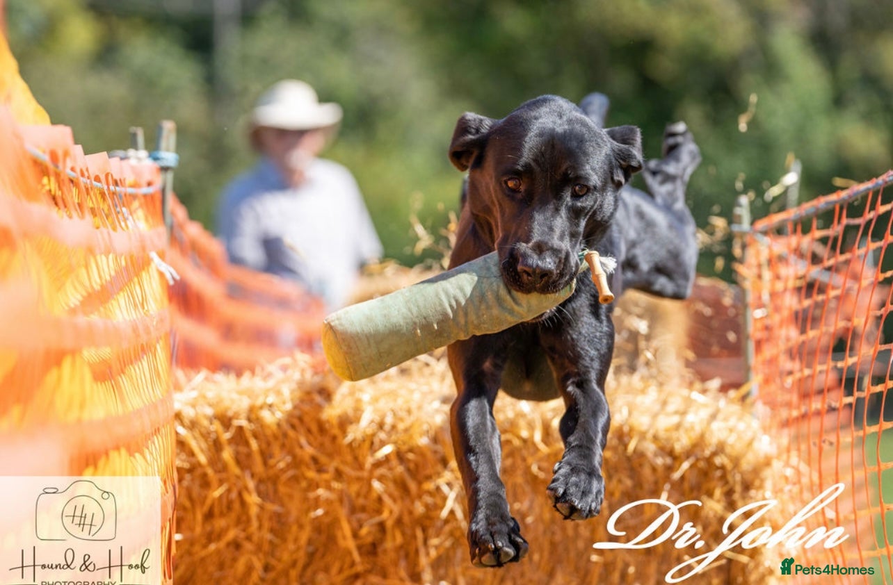 Labrador Retriever dogs Traditional Working Type Black Labrador Stud - Advert 4