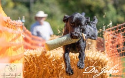 Labrador Retriever dogs for stud: Traditional Working Type Black Labrador Stud - Image 1
