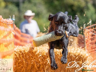 Labrador Retriever dogs - Advert 1