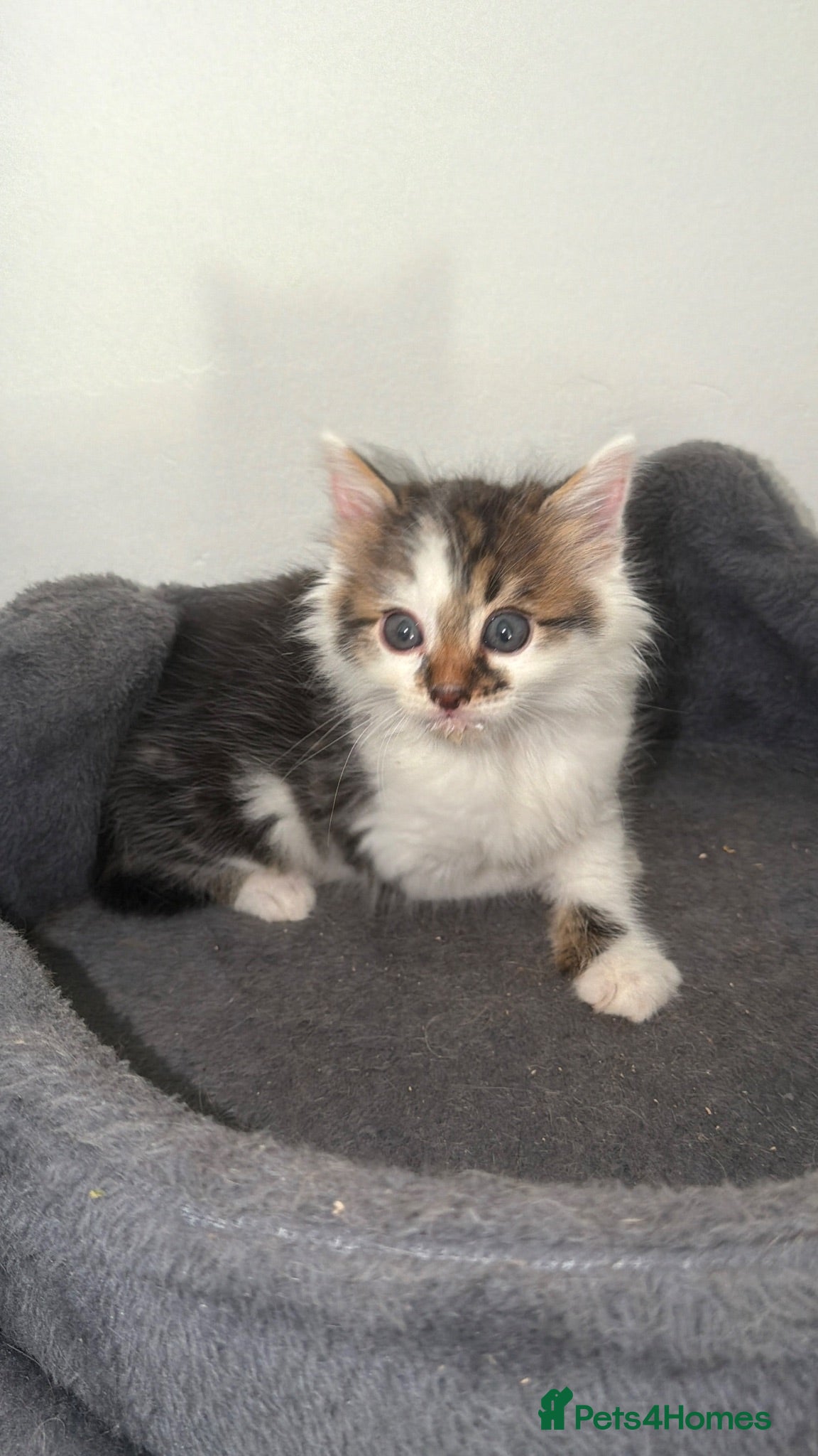 Bengal cats Bengal / Norwegian forest - Advert 9