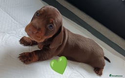 Miniature Dachshund dogs for sale: 2 Beautiful Mini Dachshunds Boys🩵💚 - Image 15