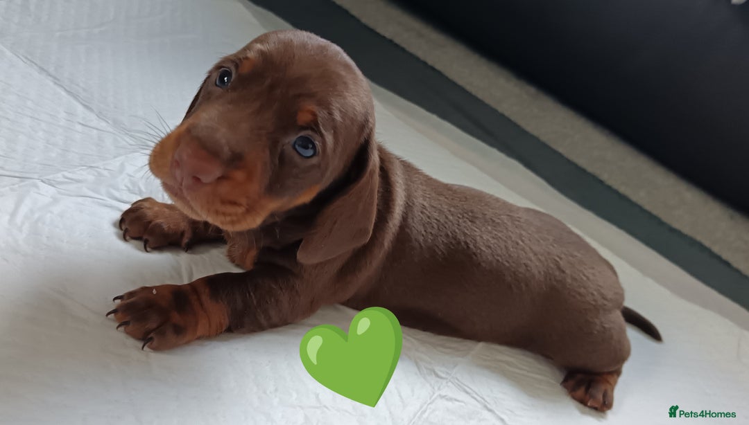 Miniature Dachshund dogs for sale: 2 Beautiful Mini Dachshunds Boys🩵💚 - Image 15