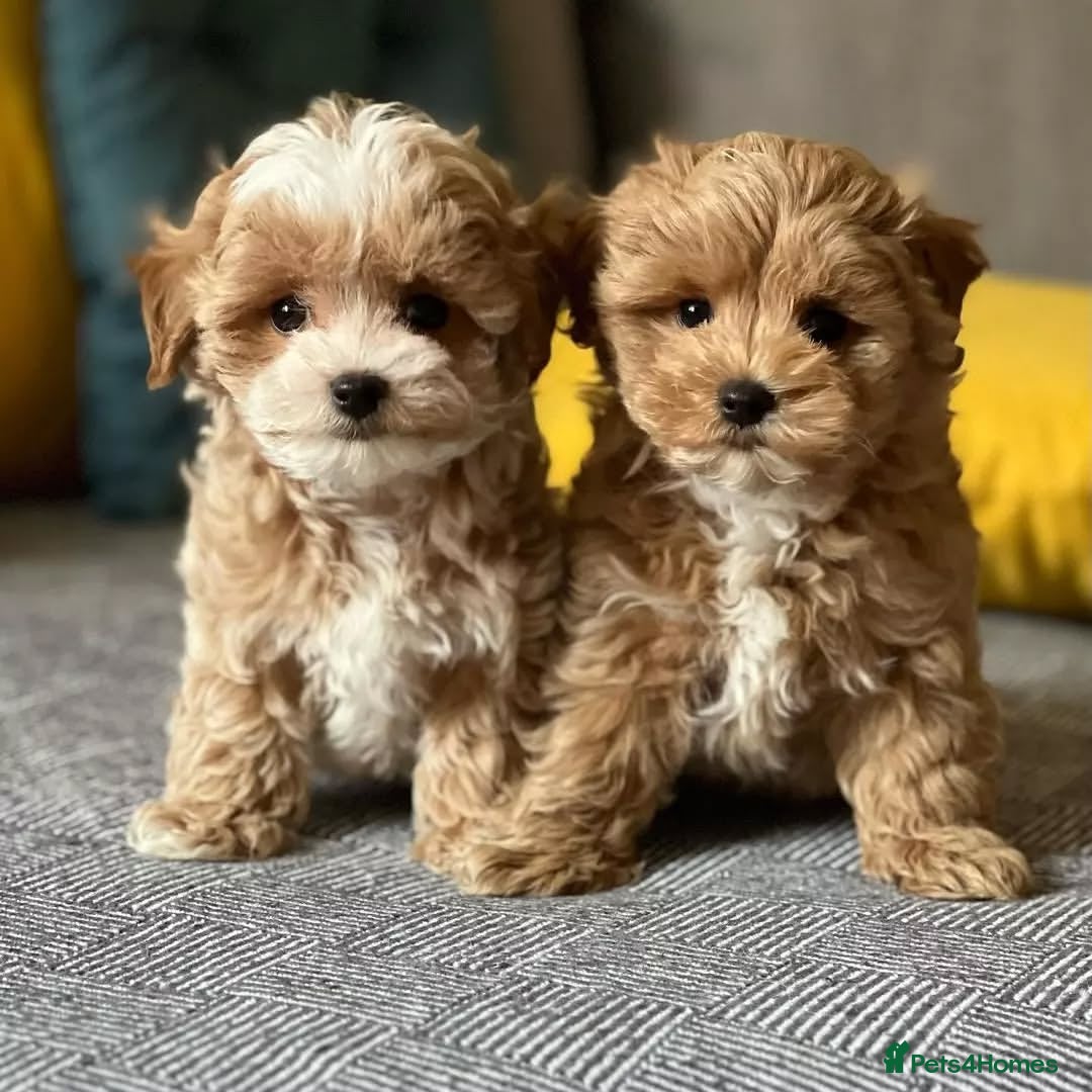 Maltipoo dogs for sale: tea cup maltipoo puppies for sale  - Image 10