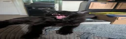 Maine Coon cats for sale: 3 male Mainecoons  - Advert 22