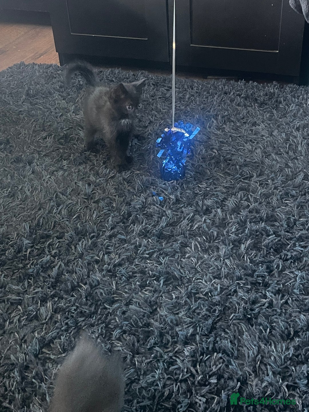 Mixed Breed cats for sale: 2 male 2 female kittens - Image 11