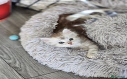 Ragdoll cats for sale: Ragdoll kittens - Image 14