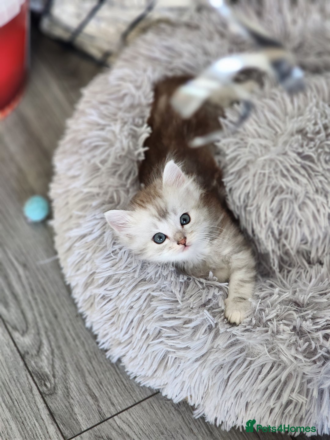 Ragdoll cats for sale: Ragdoll kittens - Image 14