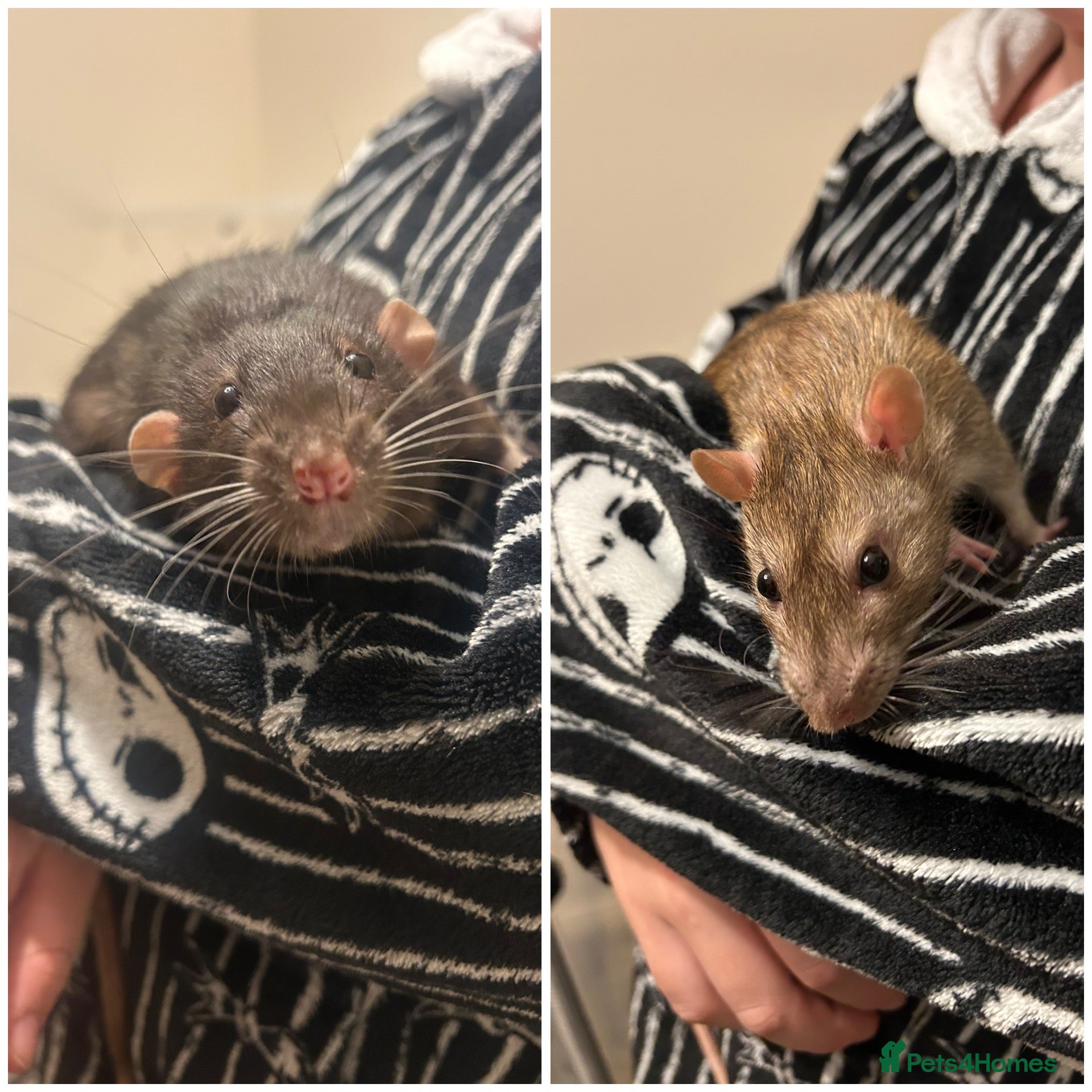 Rat rodents Two male rats with full set up 🙂 - Advert 1
